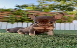 Chihuahua perros en venta: CHIHUAHUA CHOCOLATE & TAN - Imagen 19