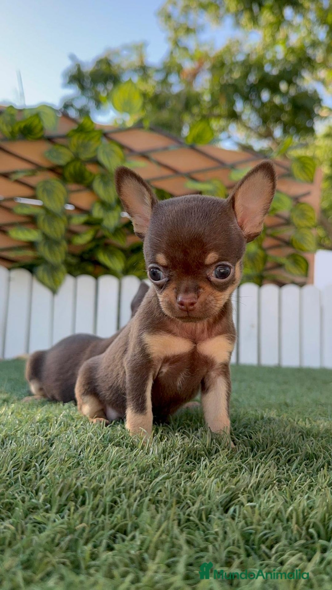Chihuahua perros en venta: CHIHUAHUA CHOCOLATE & TAN - Imagen 19