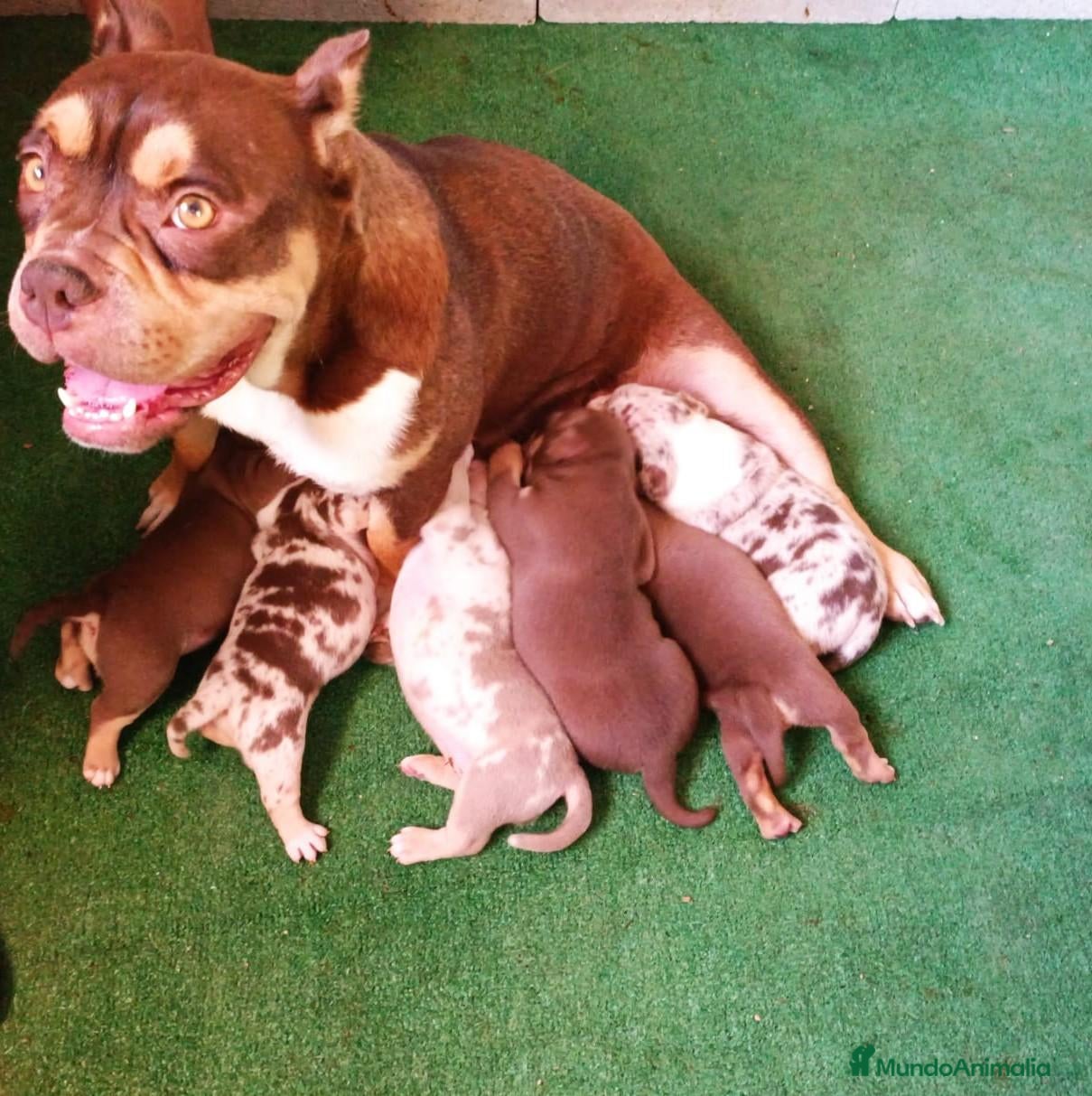 American Bully perros en venta: AMERICAN BULLY POCKET - Anuncio 1