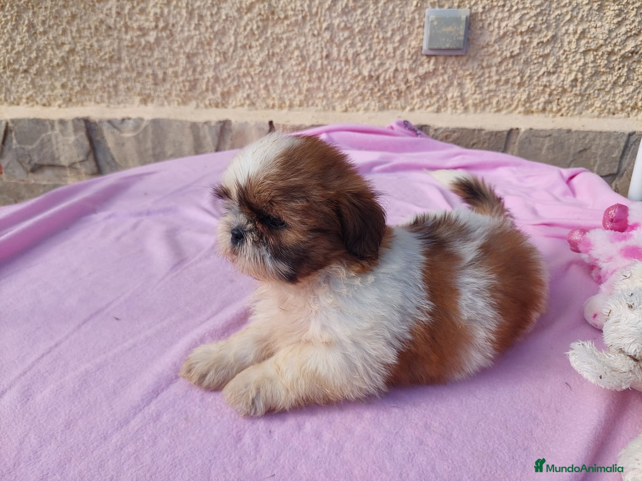 Shih Tzu perros SHIH TZUS EXCLUSIVOS - Anuncio 2