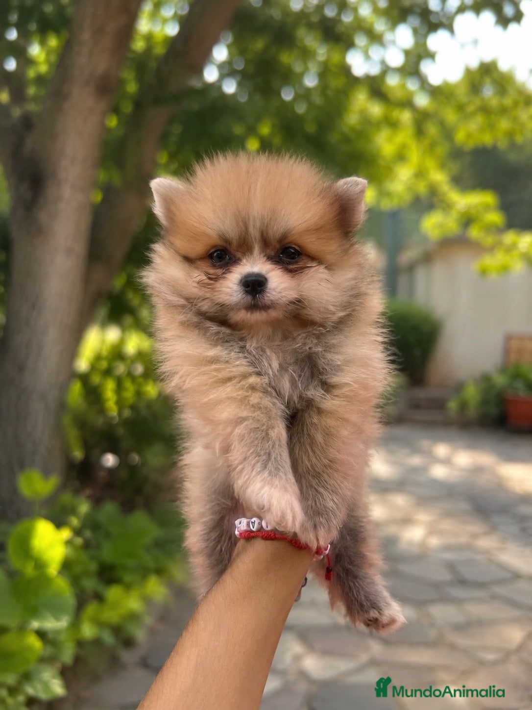 Pomerania perros PRECIOSO POMERANIA MINI - Anuncio 3