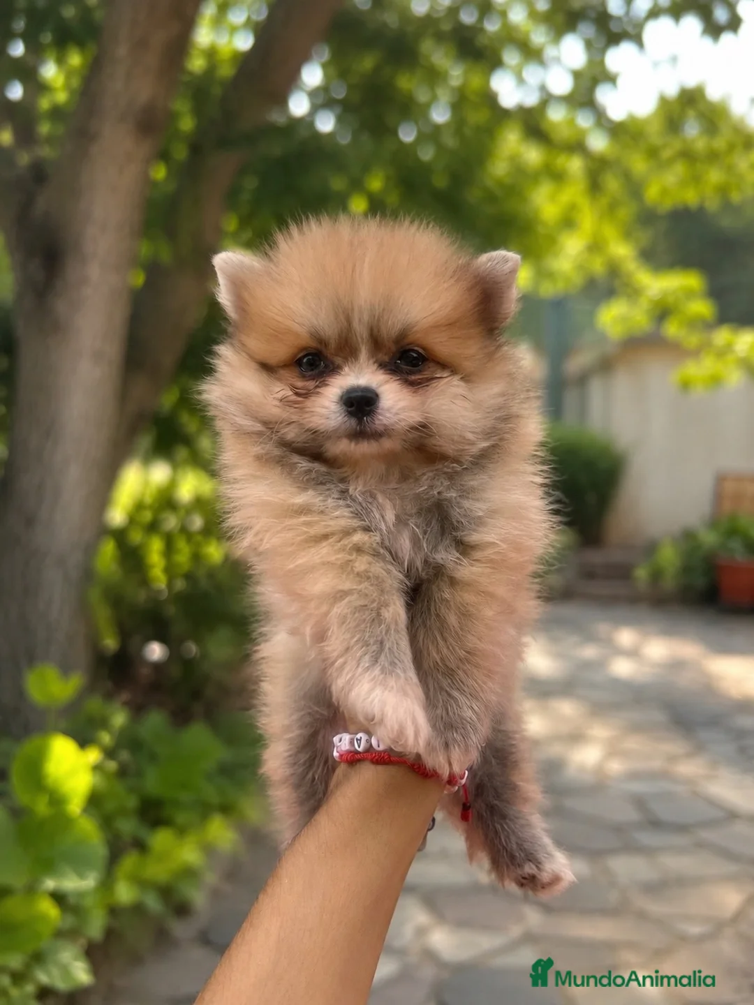 Pomerania perros en venta: PRECIOSO POMERANIA MINI - Anuncio 1