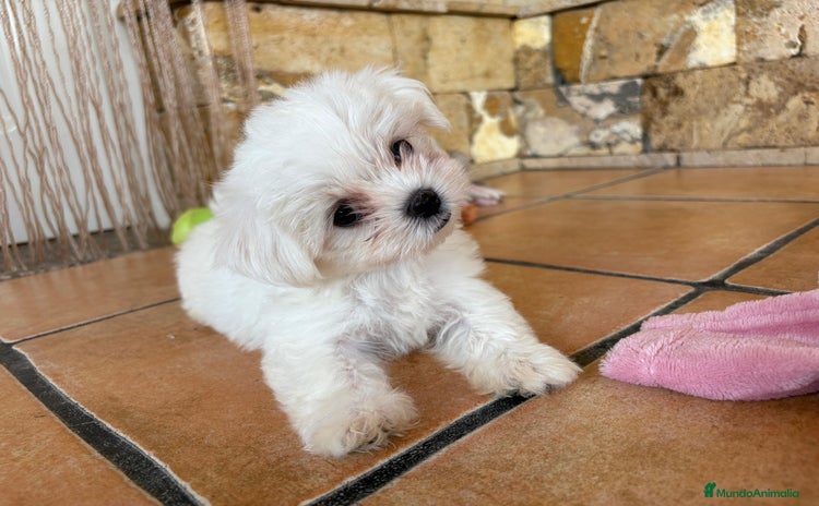 Bichón Maltés perros - Anuncio 1