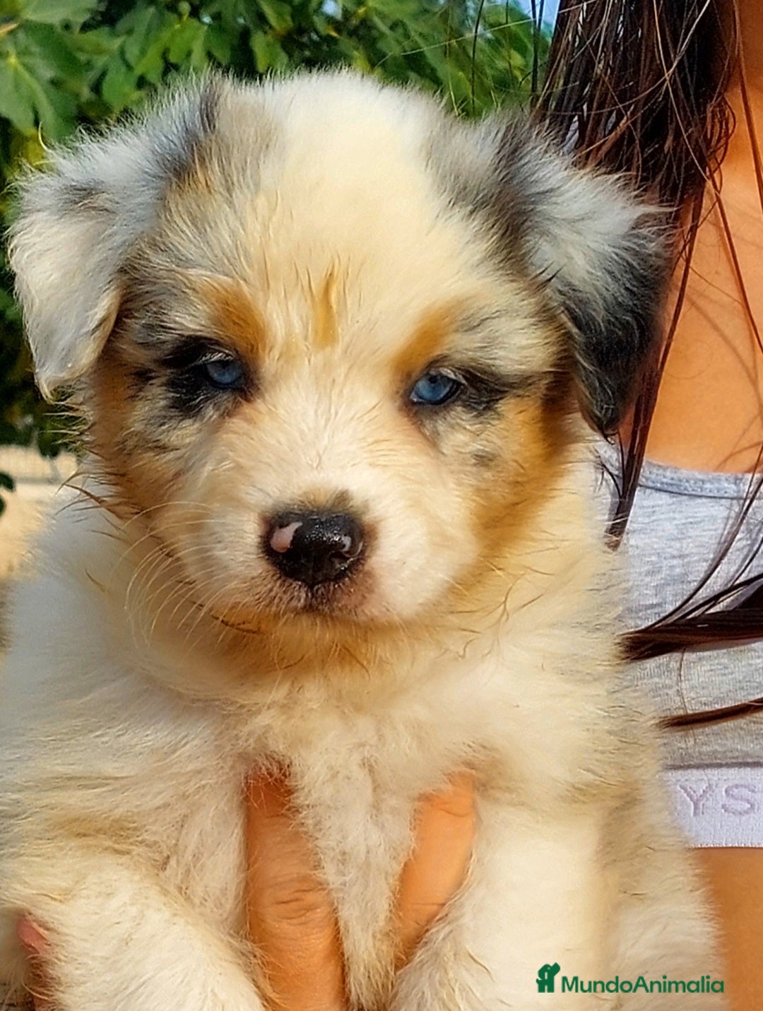 Pastor Australiano perros en venta: Cachorros pastor australiano  - Imagen 2