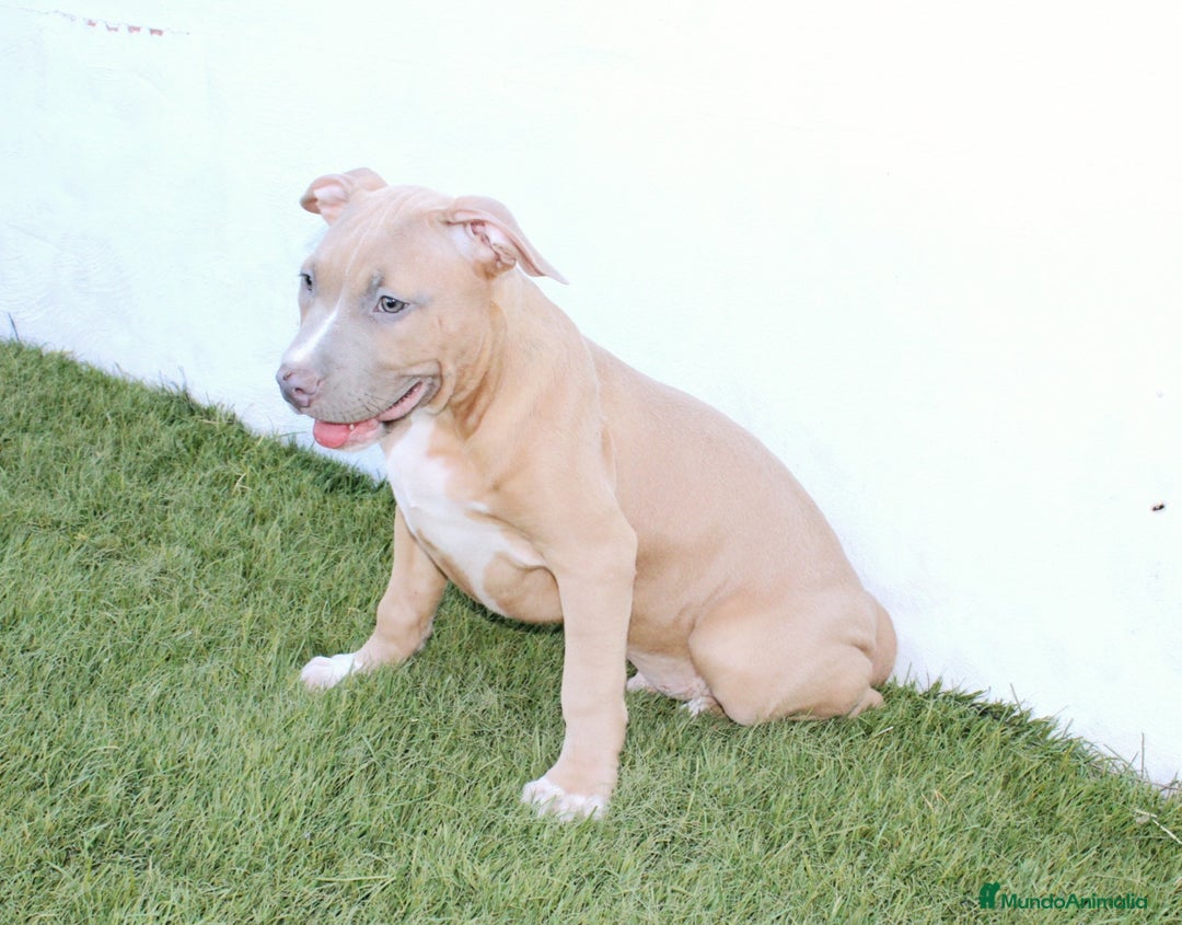 American Pit Bull Terrier perros en venta: American pitbull hembra de pitbull diamante unico  - Imagen 4