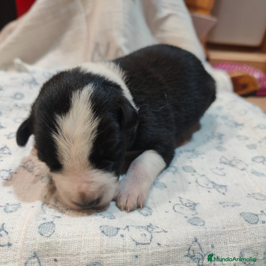 Border Collie perros en venta: Border collie blanco/negro disponibles - Anuncio 8