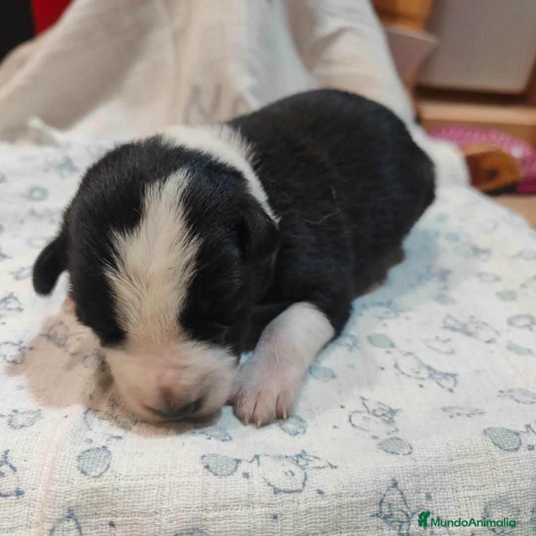 Border Collie perros en venta: Border collie blanco/negro disponibles - Anuncio 15