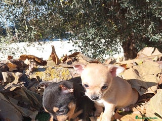 Chihuahua perros Chihuahuas toy cabeza de manzana - Anuncio 3