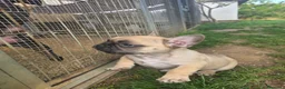 Bulldog Francés perros en venta: Bulldog frances - Anuncio 3