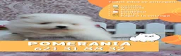 Pomerania perros en venta: Preciosos pomerania carita de osito ✨ - Anuncio 1