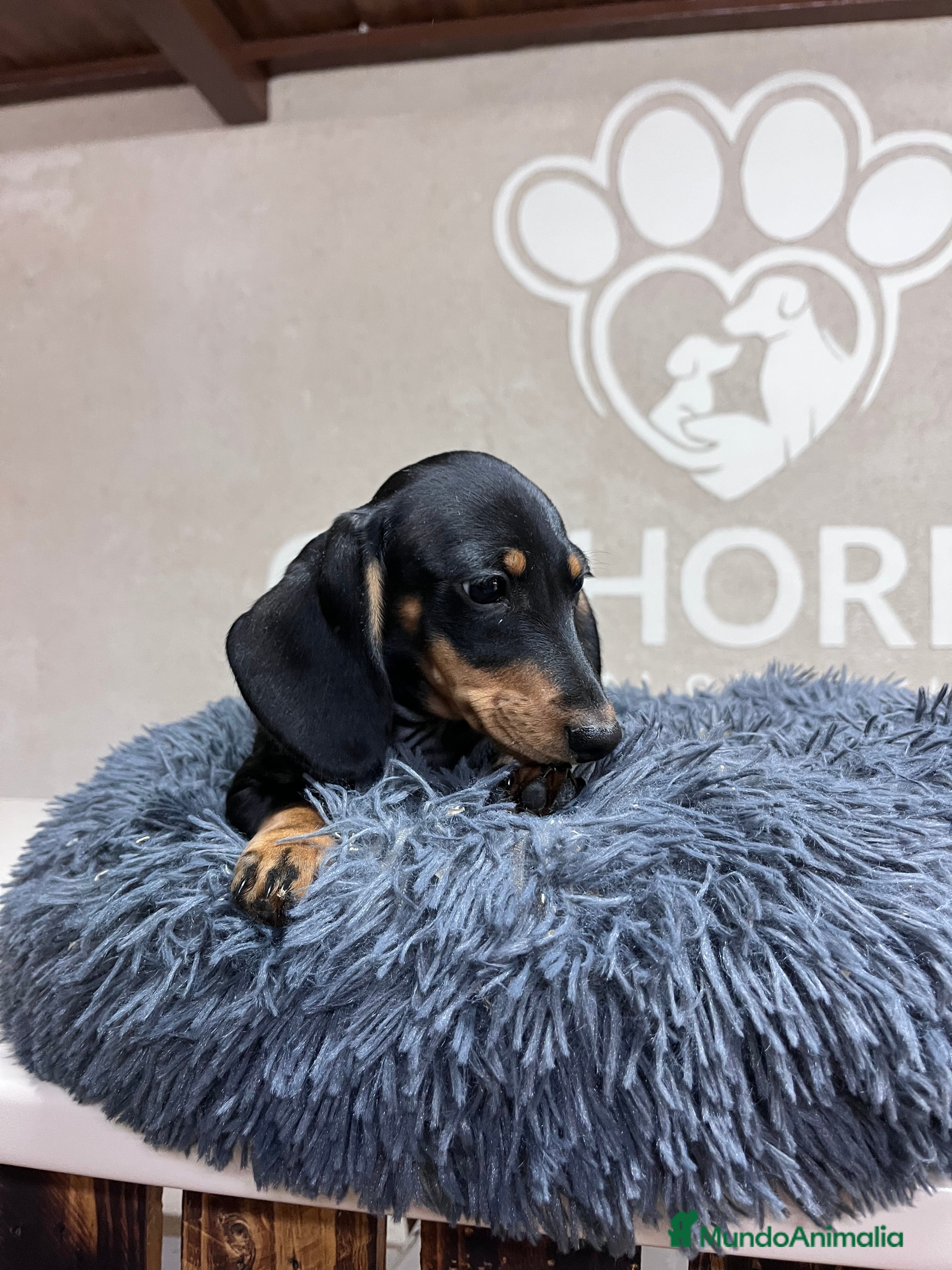 Teckel perros Teckel Kaninchen  - Anuncio 1