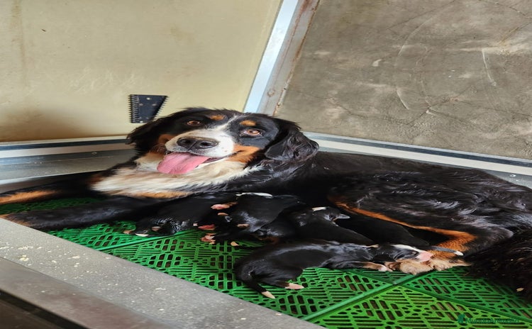 Boyero de Berna perros - Anuncio 2