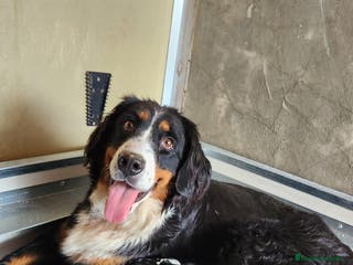 Boyero de Berna perros Boyero de Berna - Anuncio 1