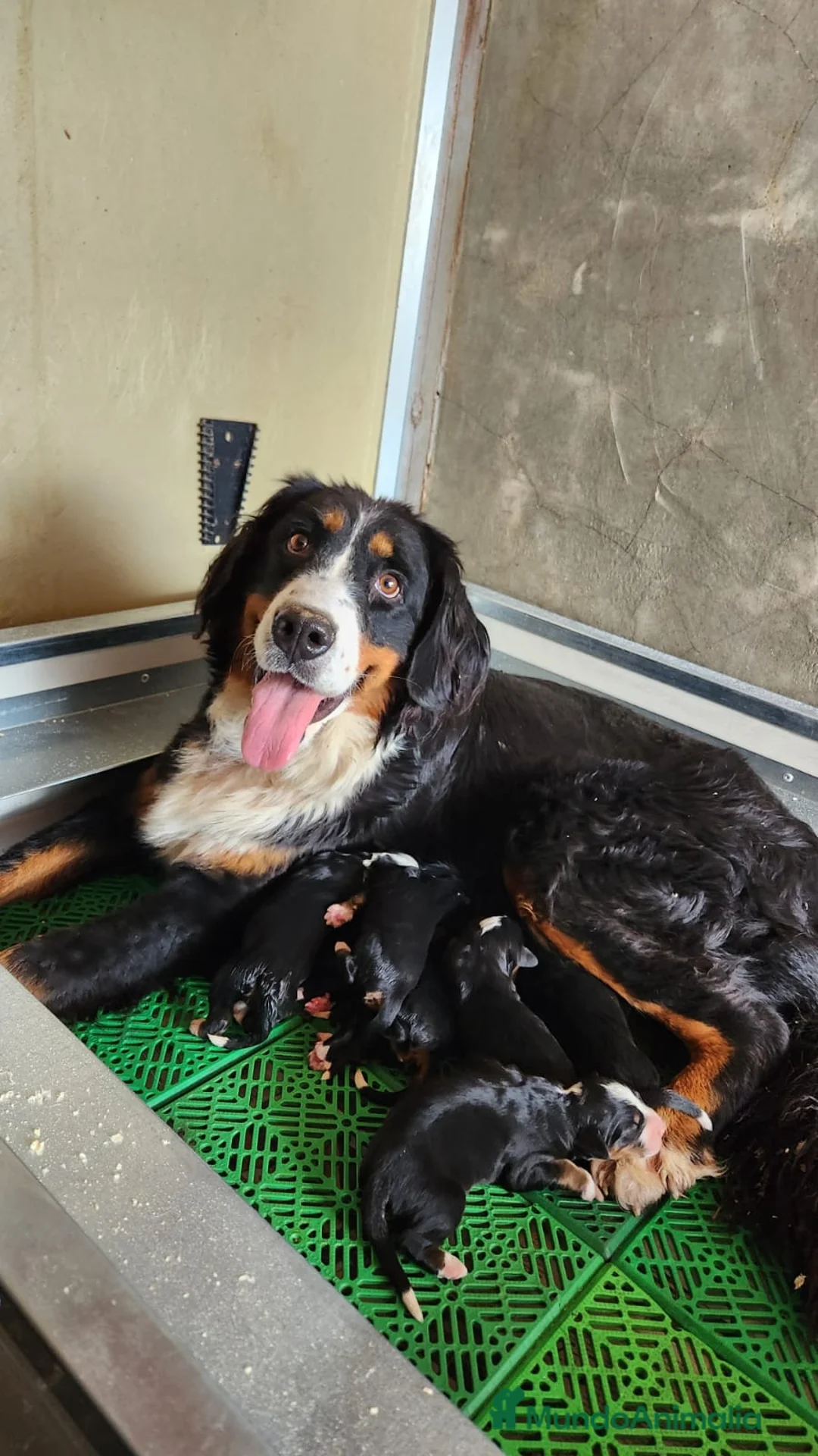 Boyero de Berna perros en venta: Boyero de Berna - Anuncio 1