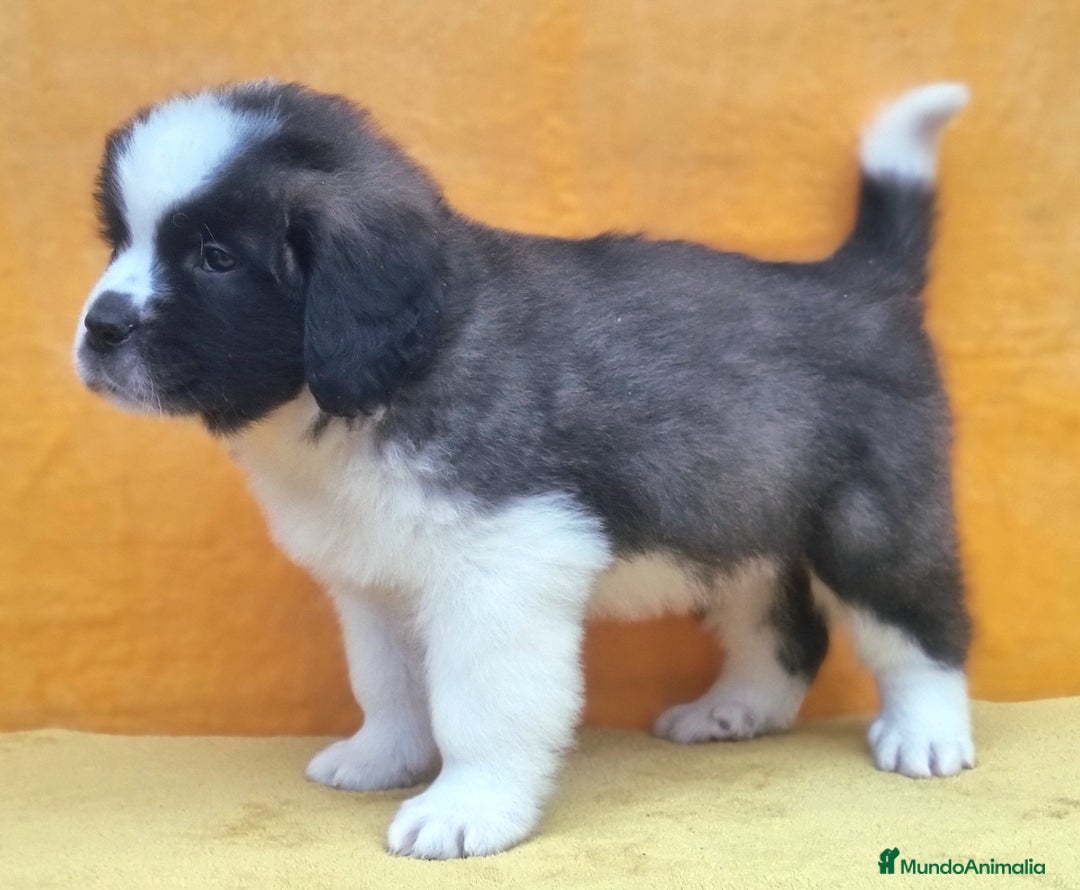 San Bernardo perros en venta: San bernardos. CACHORROS DISPONIBLES - Anuncio 4