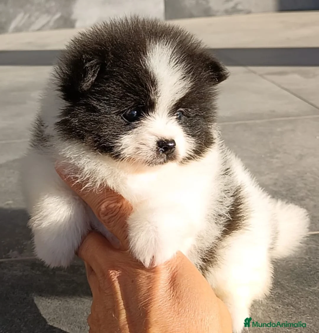 Pomerania perros en venta: Pomerania  - Anuncio 2
