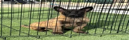 Pastor Belga Malinois perros en venta: Cachorro de Malinois gran calidad  - Anuncio 10