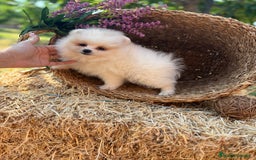 Pomerania perros en venta: Pomerania Macho para entregar  - Imagen 5