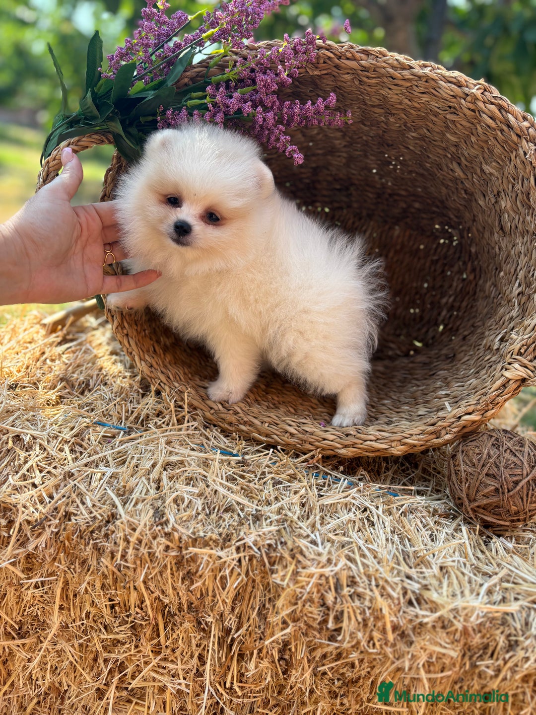 Pomerania perros en venta: Pomerania Macho para entregar  - Imagen 5