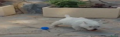West Highland White Terrier 2