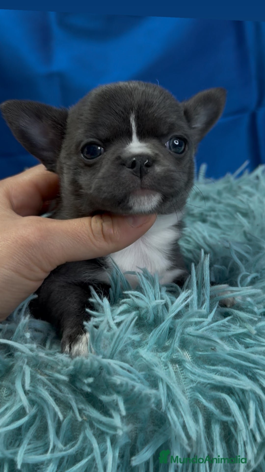 Chihuahua perros en venta: Chihuahua macho azul - Imagen 1