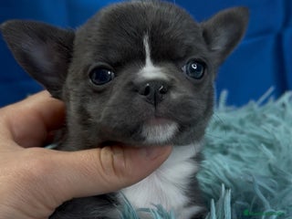Chihuahua perros - Anuncio 5