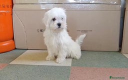 Bichón Maltés perros en venta: Bichon maltés toy  - Imagen 4