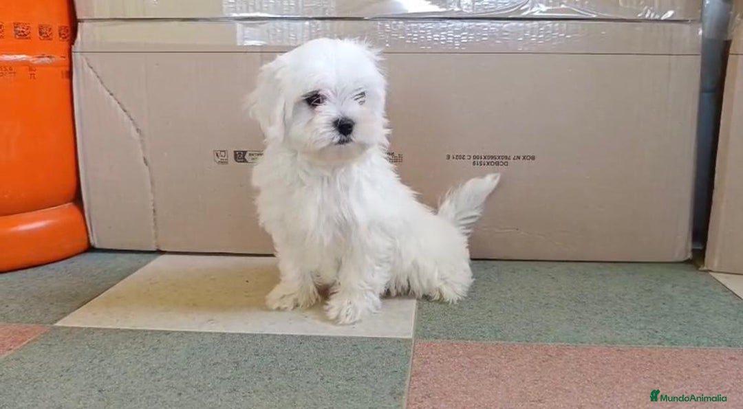 Bichón Maltés perros en venta: Bichon maltés toy  - Imagen 4