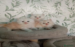 Persa gatos en venta: Gatos Persa - Imagen 1