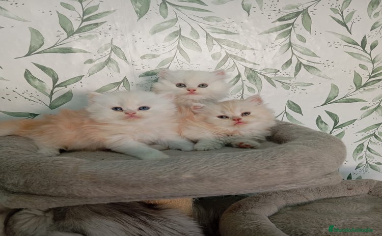 Persa gatos - Anuncio 1