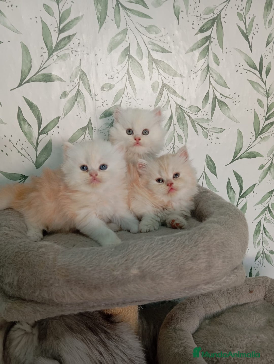 Persa gatos en venta: Gatos Persa - Imagen 1