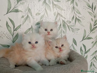 Persa gatos - Anuncio 2