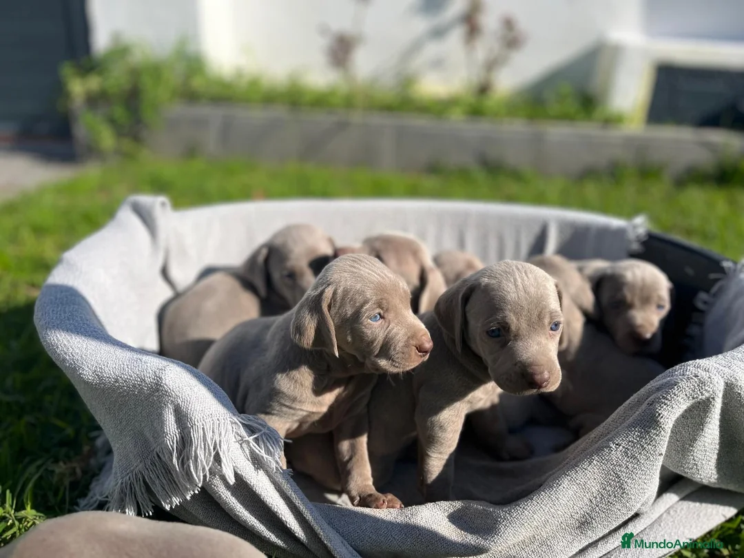 Weimaraner perros en venta: CACHORRO DE BRACO DE WEIMAR - Anuncio 2