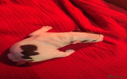 Bulldog Francés perros en venta: Bulldog francés - Imagen 4