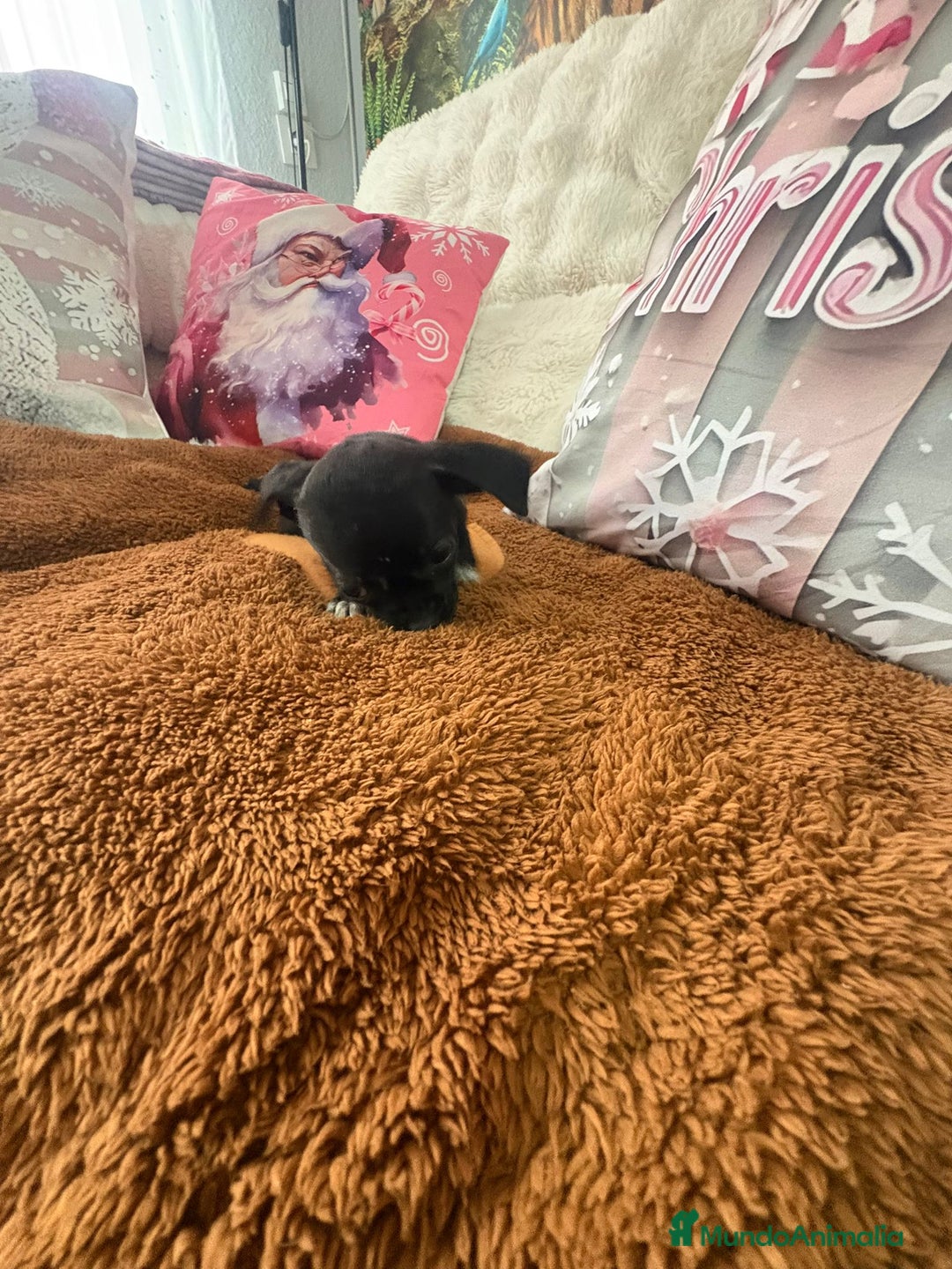 Chihuahua perros en venta: Chihuahua mini toy  - Anuncio 6