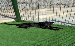 Cane Corso perros en venta: Cachorros de cane corso  - Anuncio 5