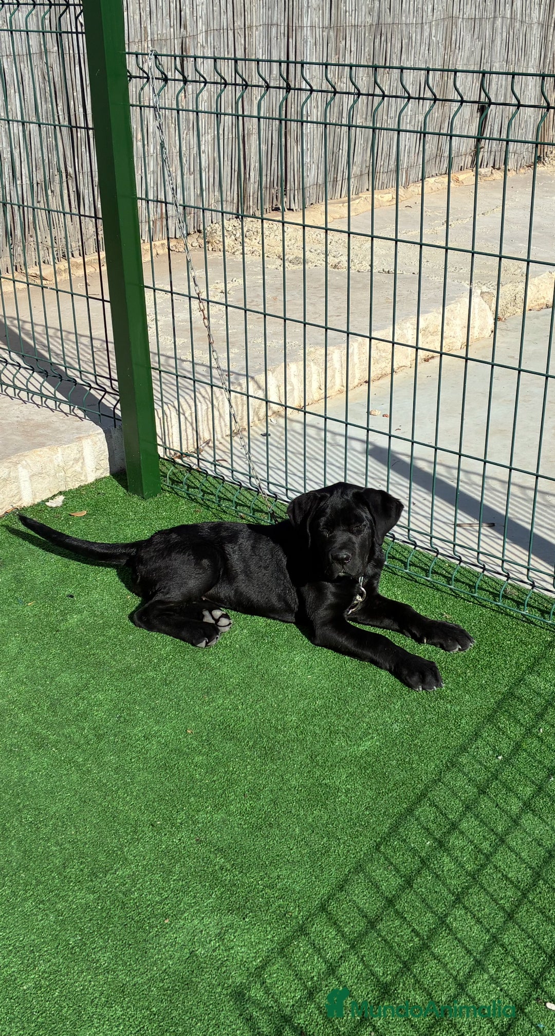 Cane Corso perros en venta: Cachorros de cane corso  - Anuncio 5