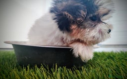 Raza Mixta perros en venta: Espectacular Cachorra malvi - Imagen 8