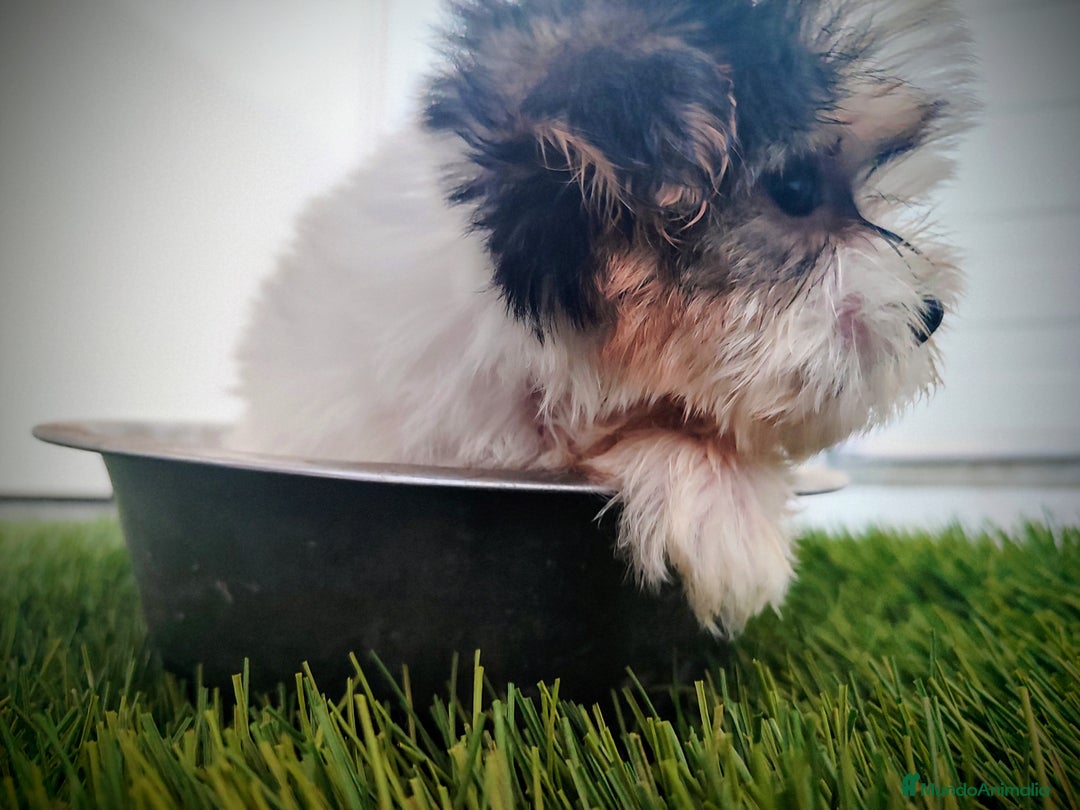 Raza Mixta perros en venta: Espectacular Cachorra malvi - Imagen 8