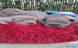Bulldog Francés perros en venta:  Bulldog Francés hembra blue  - Imagen 2