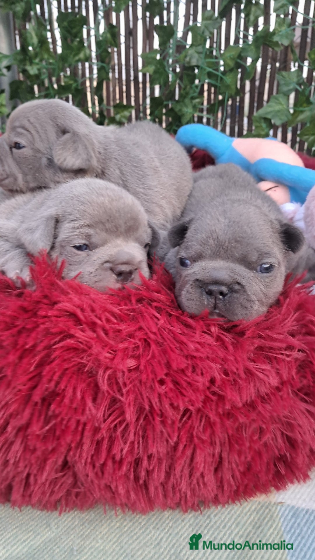 Bulldog Francés perros en venta:  Bulldog Francés hembra blue  - Imagen 2
