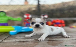 Chihuahua perros en venta: Chihuahua Mini ojos azules  - Imagen 3