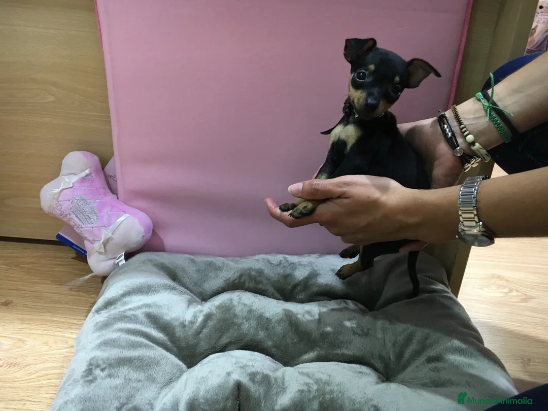 Ratón de Praga perros en venta: Ratón de Praga en Barcelona - Anuncio 4