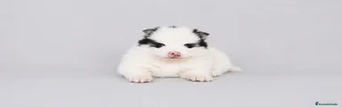Hembra Blanca