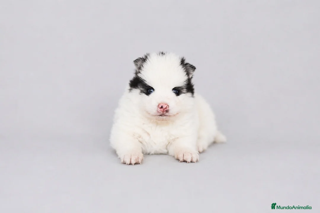 Pomsky perros en venta: Pomsky F4 - Anuncio 11