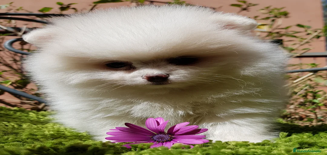 Imagen de galería {{count}}