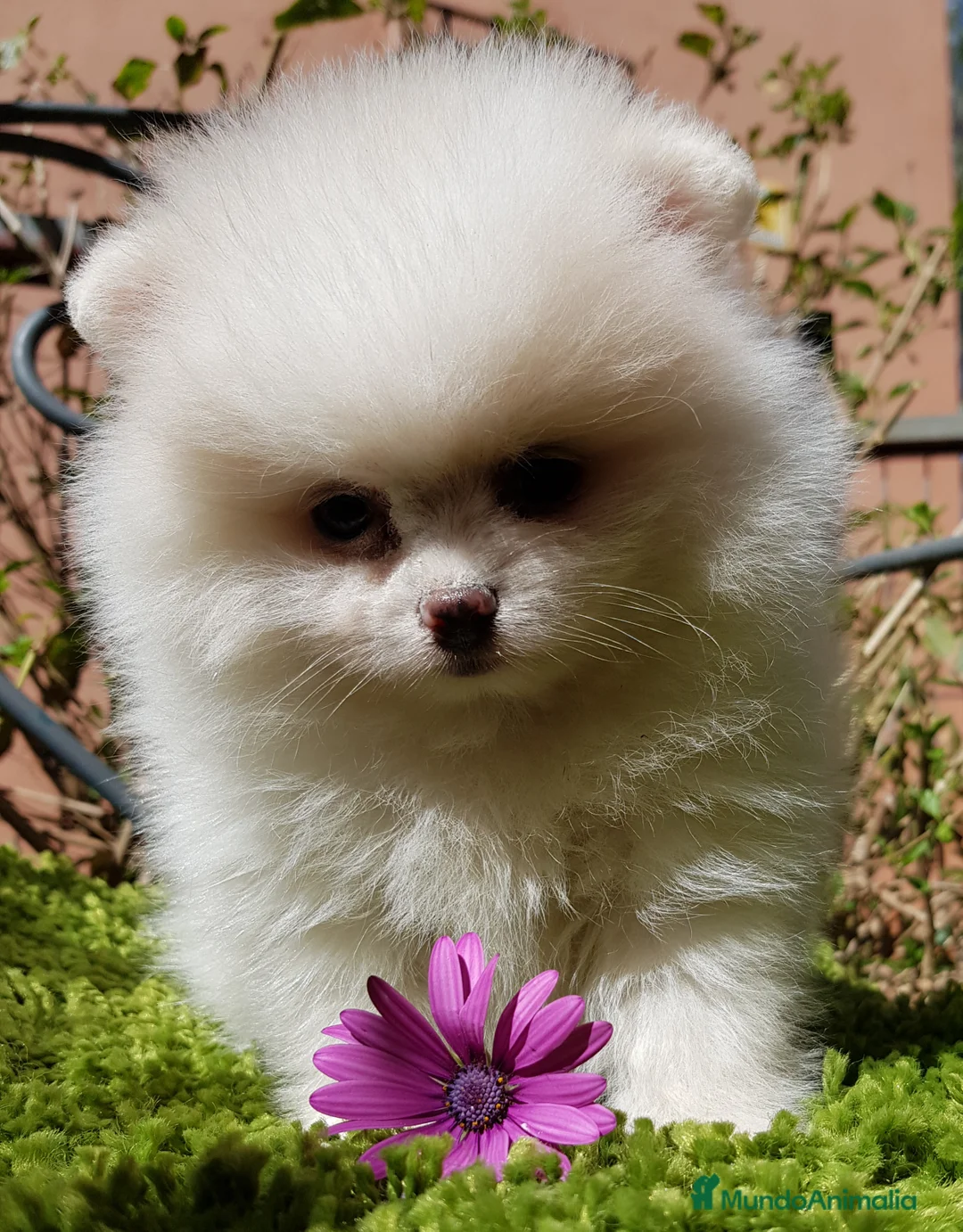 Imagen de galería {{count}}