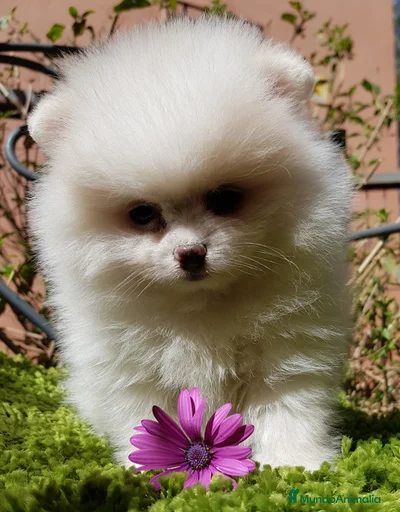 Imagen de galería {{count}}