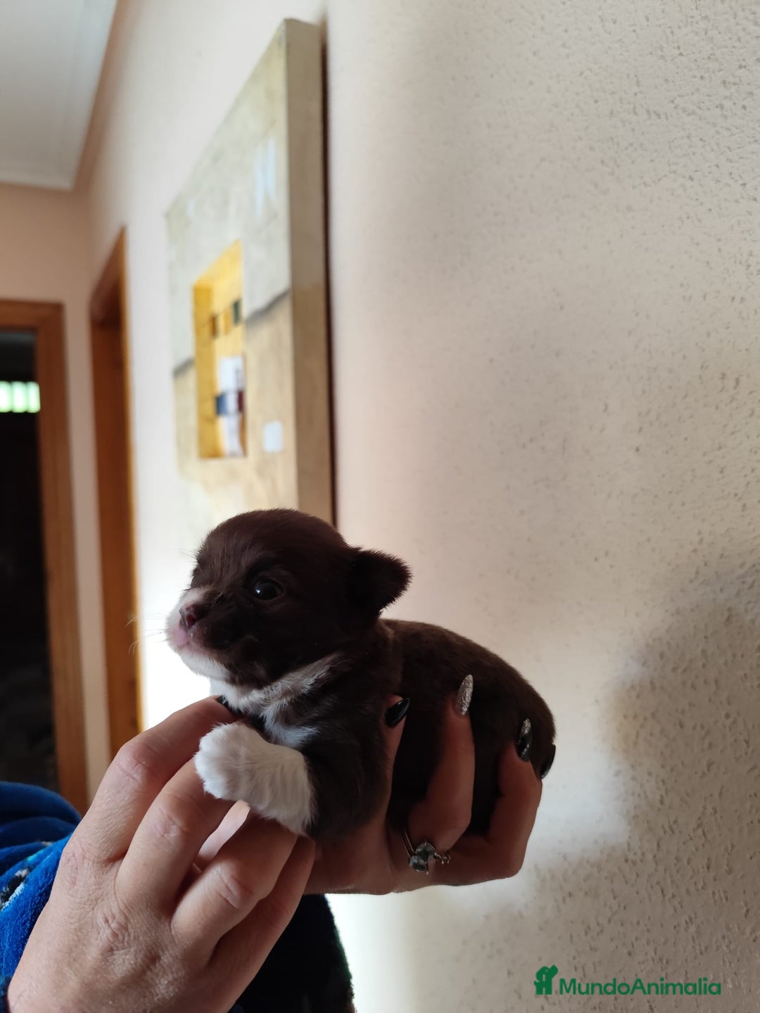 Chihuahua perros en venta: CHIHUAHUA HEMBRA EXCLUSIVA  - Anuncio 3