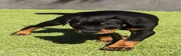 Dobermann perros en venta: Doberman línea europea macho n/f - Anuncio 6